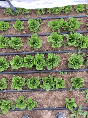 img_1197_babyromaine-copy