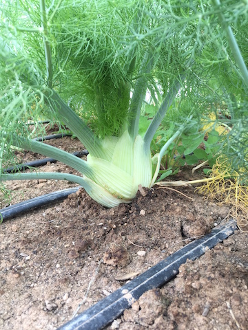 img_1198_fennel-copy