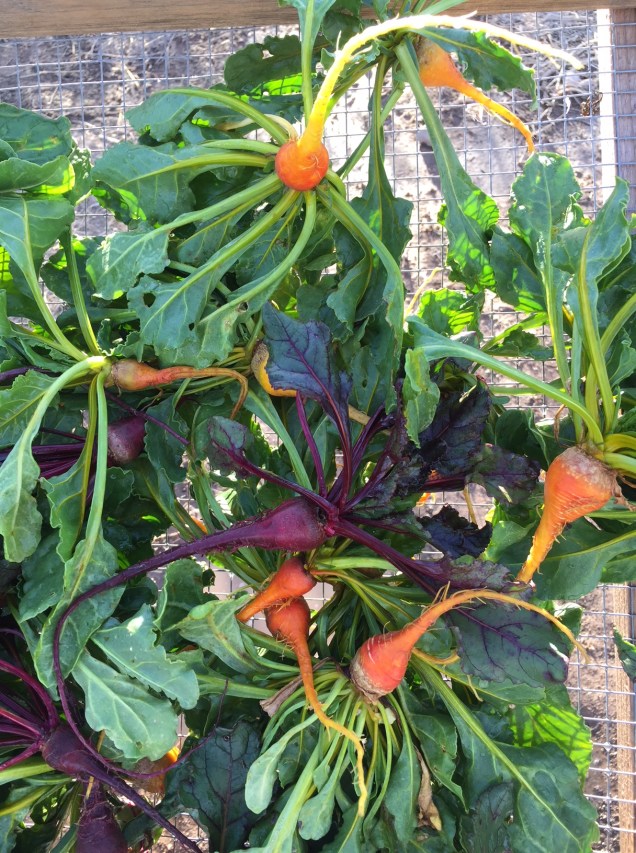 3.10.18 (2) baby beets