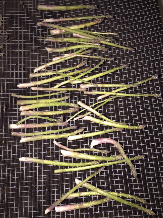 3.17.18 asparagus night art