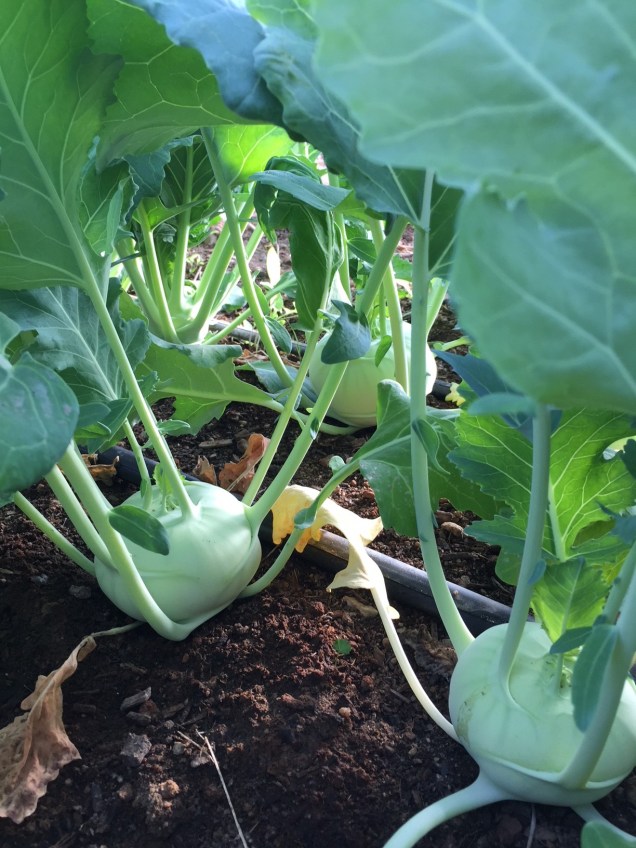 3.17.18 kohlrabi
